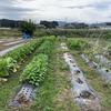 夏野菜の最後の収穫＆撤去とメンテナンス