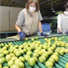 ハウスミカン出荷ピーク　熊本市植木町　