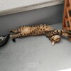 先住猫と新入り子猫との関係がきずける日は来るのか？②