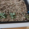 秋麗の植え替え他