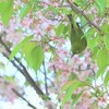 12月なのに桜が満開ですよ