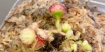 セファロタス成長記録=2026/10月1日 #食虫植物 #icos #BGM #ボカロ #初音ミク