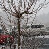 雪なんか積もりやがって・・・