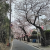 里見公園（千葉県市川市）桜がかなり咲いてきました。