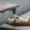 コタの昼寝