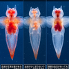 人体は、皮膚の下をながるる血の量が、ひとつ、重要ポイントとなっています。（透視図は人体はだめで、クリオネならOK。なんだかおもしろいですね）