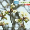 春の陽気に誘われて「一心行の大桜」が開花【熊本】