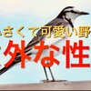 「セキレイという野鳥」