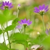 🌸上野東照宮 春のぼたん苑 その② 単焦点レンズで撮影🌸