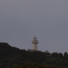 太東海浜植物群落　〜太東埼灯台下〜