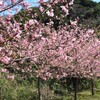 河津桜のお花見会