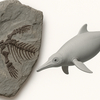 中高生の授業中に発見された「魚竜の化石」 岡山・成羽美術館の展示岩石から