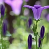 秋の野に咲きたる花を指折り･･･巻第8-1537～1538