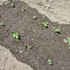 大葉しその苗を畑に植え替えました