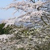 桜の咲くころに土も作る