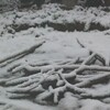 雪だ！！・・