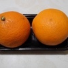 春の柑橘類
