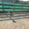 老犬ホームあん｜拡大中