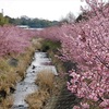 東大山の河津桜