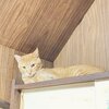 チャチャくんお迎え265日目