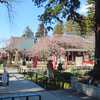 水戸大師六地蔵寺　枝垂れ桜