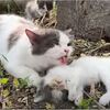 雨の中・捨てられた子猫