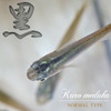 (日淡)クロメダカ(約2-3cm)(20匹)【水槽/熱帯魚/観賞魚/飼育】【生体】【通販/販売】【アクアリウム/あくありうむ】