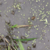 梅雨明け間近　近隣の様子