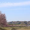 辰ノ口親水公園の桜並木・・