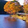 いまどきの、きららの森（段戸裏谷原生林）、紅葉