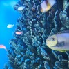 ２０１２／０７　八千代台ユアエルム　の　水槽