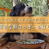 犬用きな粉クッキーのレシピ・作り方！犬用おやつが電子レンジだけで作れちゃう！