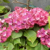 品川区「鮫洲」で見物した「アジサイ」他美しい花達！！