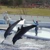 京都に水族館がオープン