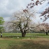 武蔵野中央公園_桜（東京都武蔵野市）