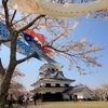 城山公園にこいのぼり🎏