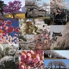 Instagramベスト9ふう、金澤桜百景2020年（その５）