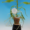 Angraecum germinyanum  `Ailen'     