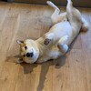 柴犬に社交欲を学ぶ