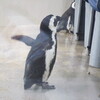 ペンギンカフェでお芋ケーキ　三木市喫茶店巡り