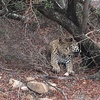 南部アフリカのサファリ