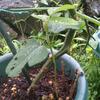 ダイソーの種シリーズ　枝豆とトウモロコシの途中報告