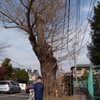 藤崎山　正福寺　【吉橋大師第十一番】【吉橋大師第四十番】