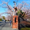 ＜2023お花見Vol.2＞4月2日_越水浄水場桜の通り抜け一般開放てくてく