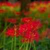 弘経寺の彼岸花（常総市） ～つくば市とその周辺の風景写真案内（１１５６） 