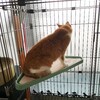 夏休みの絵日記！次にゃん葉月編