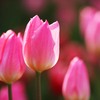 有為自然　577　　　「花だん荒らし」の犯人は　？