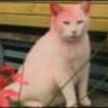 白いネコが突然ピンクに