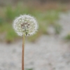 散歩道の花　12月~1