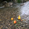 梅雨入りしました